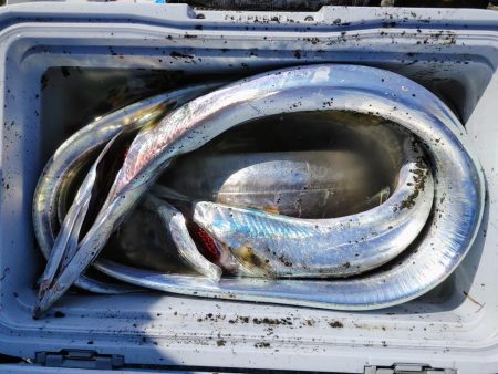 ヒラメと太刀魚