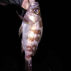 フロートリグとジグ単