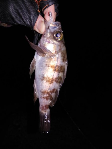 フロートリグとジグ単