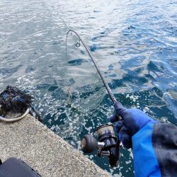 太刀魚ワインド