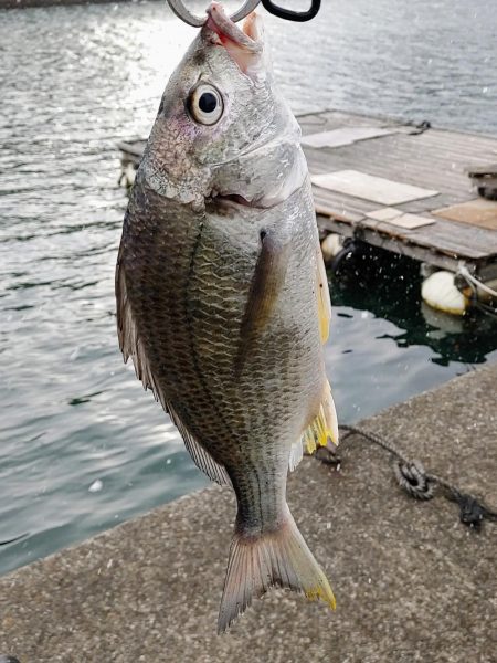 ズル引きチニング