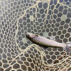 年末の管理釣り場は大混雑！