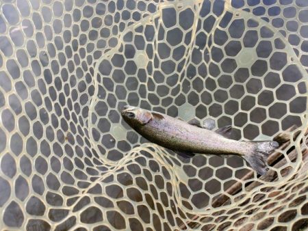 年末の管理釣り場は大混雑！