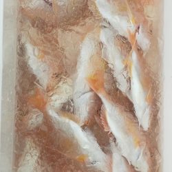 巨アマにレンコ爆