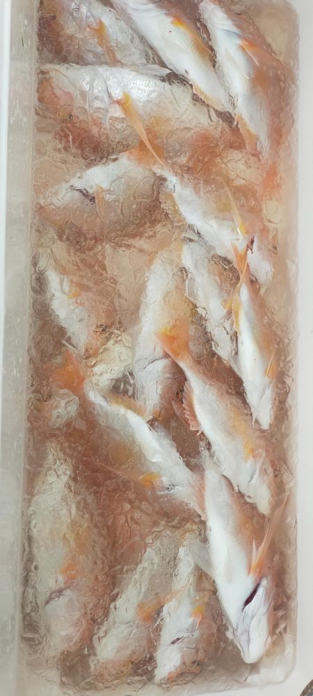 巨アマにレンコ爆