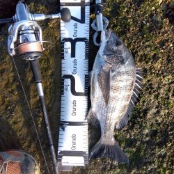1月　ようやく釣れた