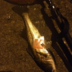 海バス釣れました