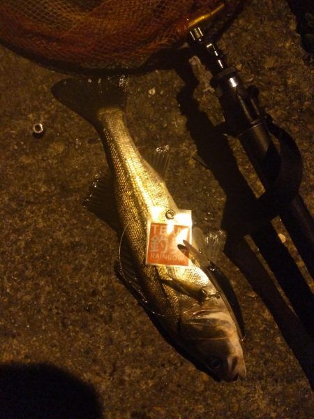 海バス釣れました