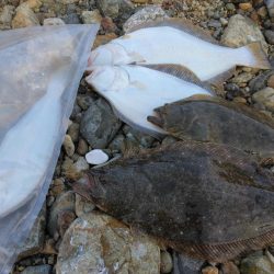 釣り初めでヒラメ5枚