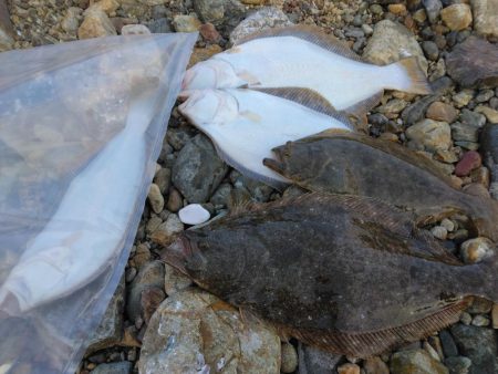 釣り初めでヒラメ5枚