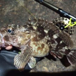 2023/01/02 南港ヘチ落とし込み釣り釣行