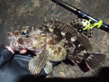 2023/01/02 南港ヘチ落とし込み釣り釣行