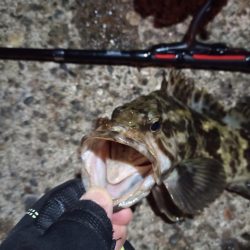 2023/01/03 南港ライトゲーム釣行