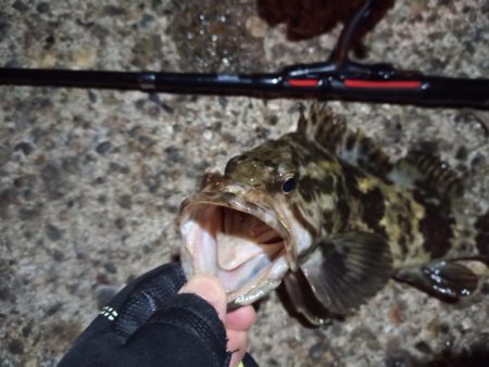 2023/01/03 南港ライトゲーム釣行