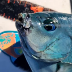 和歌山市江(吉丸渡船)でフカセ釣り