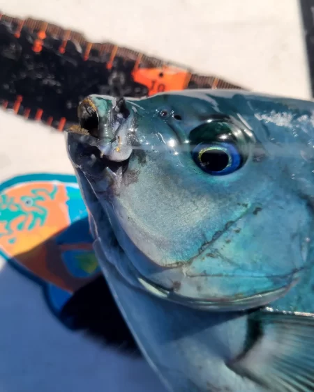 和歌山市江(吉丸渡船)でフカセ釣り