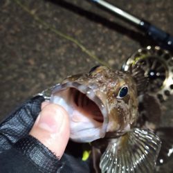 2023/01/07 南港ヘチ釣り釣行