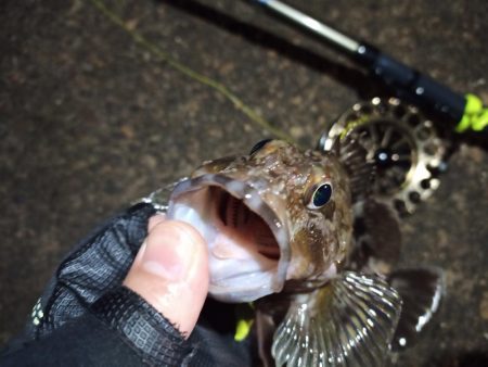 2023/01/07 南港ヘチ釣り釣行