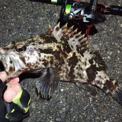 2023/01/08 南港ライトゲーム釣行