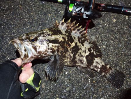 2023/01/08 南港ライトゲーム釣行