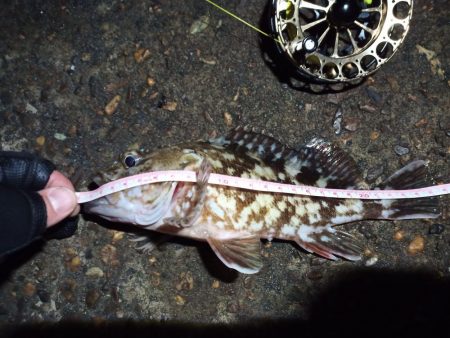 2023/01/09 南港ヘチ釣り釣行