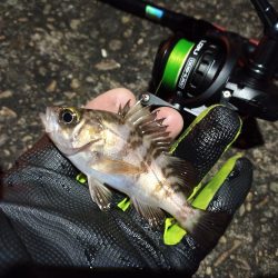 2023/01/10 南港ライトゲーム釣行