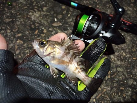 2023/01/10 南港ライトゲーム釣行