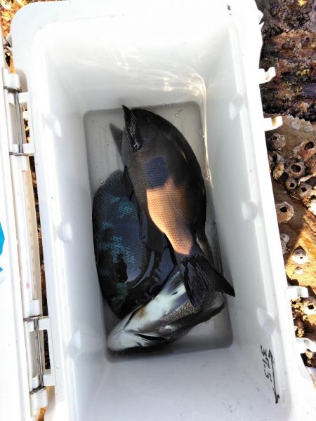 フカセ‥最高ですネ・・