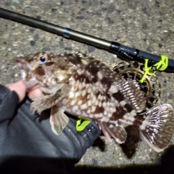 2023/01/12 南港ヘチ釣り釣行