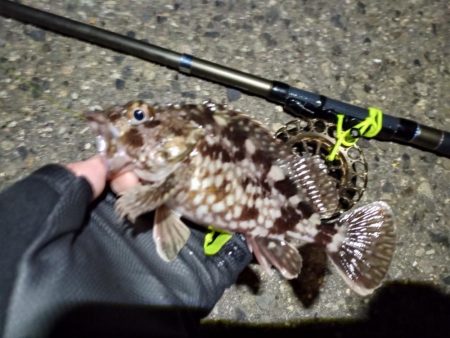 2023/01/12 南港ヘチ釣り釣行