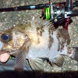 2023/01/13 南港ライトゲーム釣行