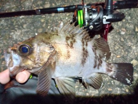 2023/01/13 南港ライトゲーム釣行