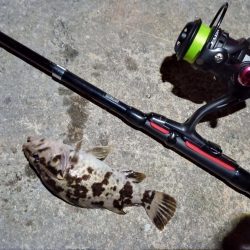 2023/01/19 南港ライトゲーム釣行