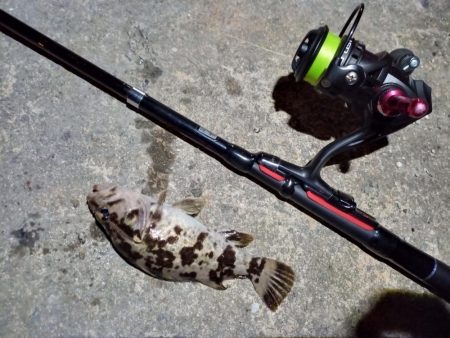 2023/01/19 南港ライトゲーム釣行