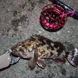 2023/01/21 南港ヘチ釣り釣行