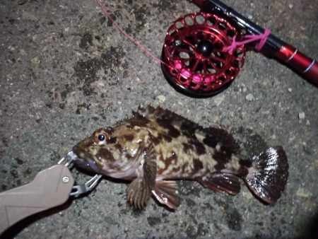 2023/01/21 南港ヘチ釣り釣行