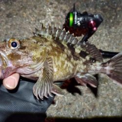 2023/01/23 南港ライトゲーム釣行