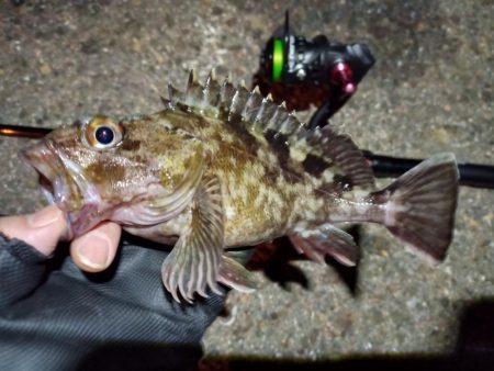 2023/01/23 南港ライトゲーム釣行