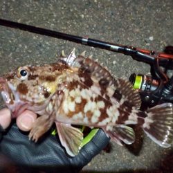 2023/01/24 南港ライトゲーム釣行