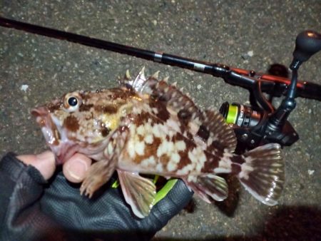 2023/01/24 南港ライトゲーム釣行