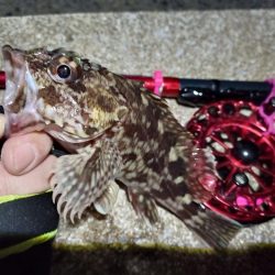 2023/01/26 南港ヘチ釣り釣行