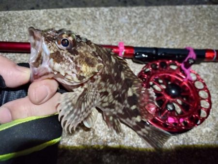 2023/01/26 南港ヘチ釣り釣行