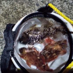 2023/01/28 兵庫県須磨釣行