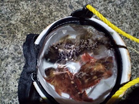 2023/01/28 兵庫県須磨釣行