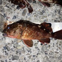 カサゴ入れ食い！