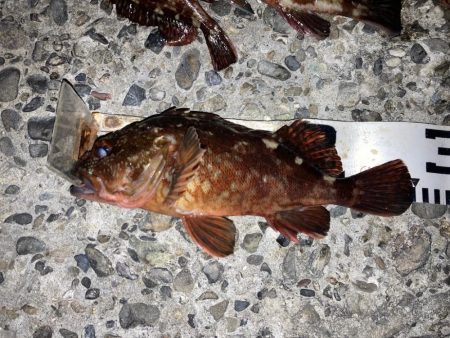 カサゴ入れ食い！