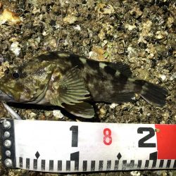 根魚（ガシラ）