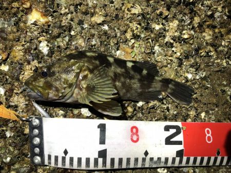 根魚（ガシラ）