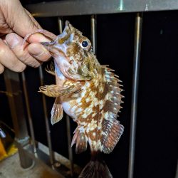 2023アジング？初釣り