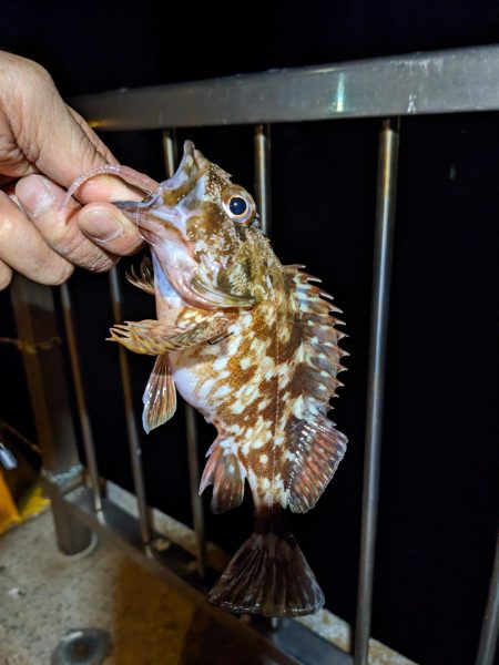 2023アジング？初釣り